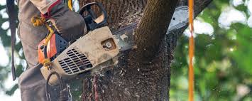 Best Tree and Shrub Care  in Gunnison, UT