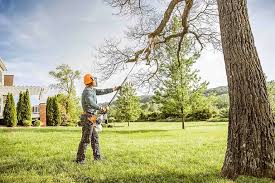 Best Tree Cabling and Bracing  in Gunnison, UT