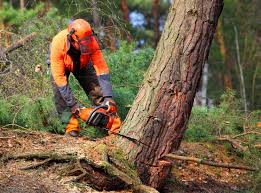 Best Emergency Tree Removal  in Gunnison, UT