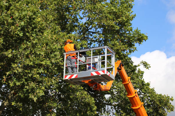 Why Choose Our Tree Removal Services in Gunnison, UT?