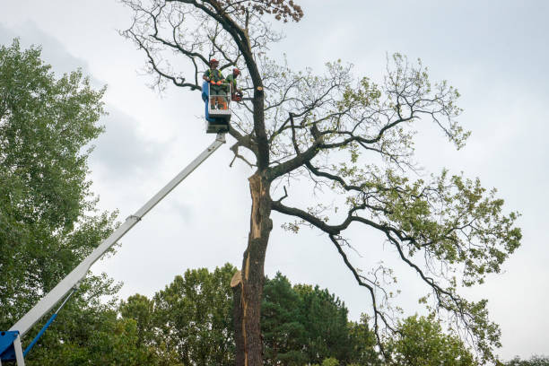 Best Tree Mulching Services  in Gunnison, UT