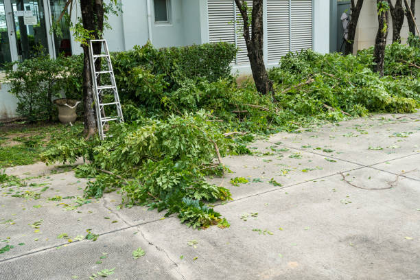 Best Tree Removal Service  in Gunnison, UT