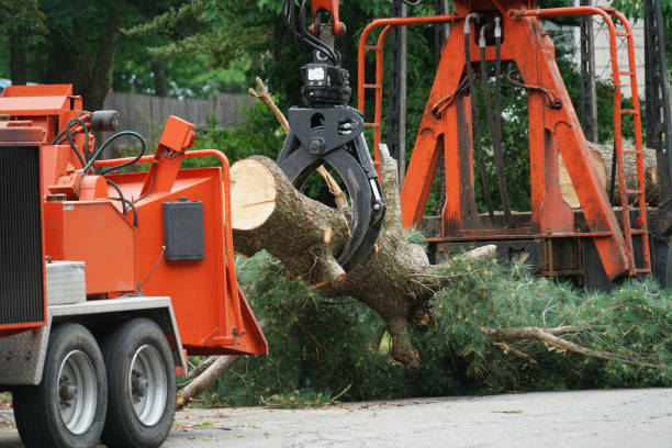 Professional  Tree Services in Gunnison, UT