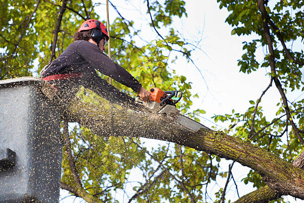 Best Tree Health Inspection  in Gunnison, UT